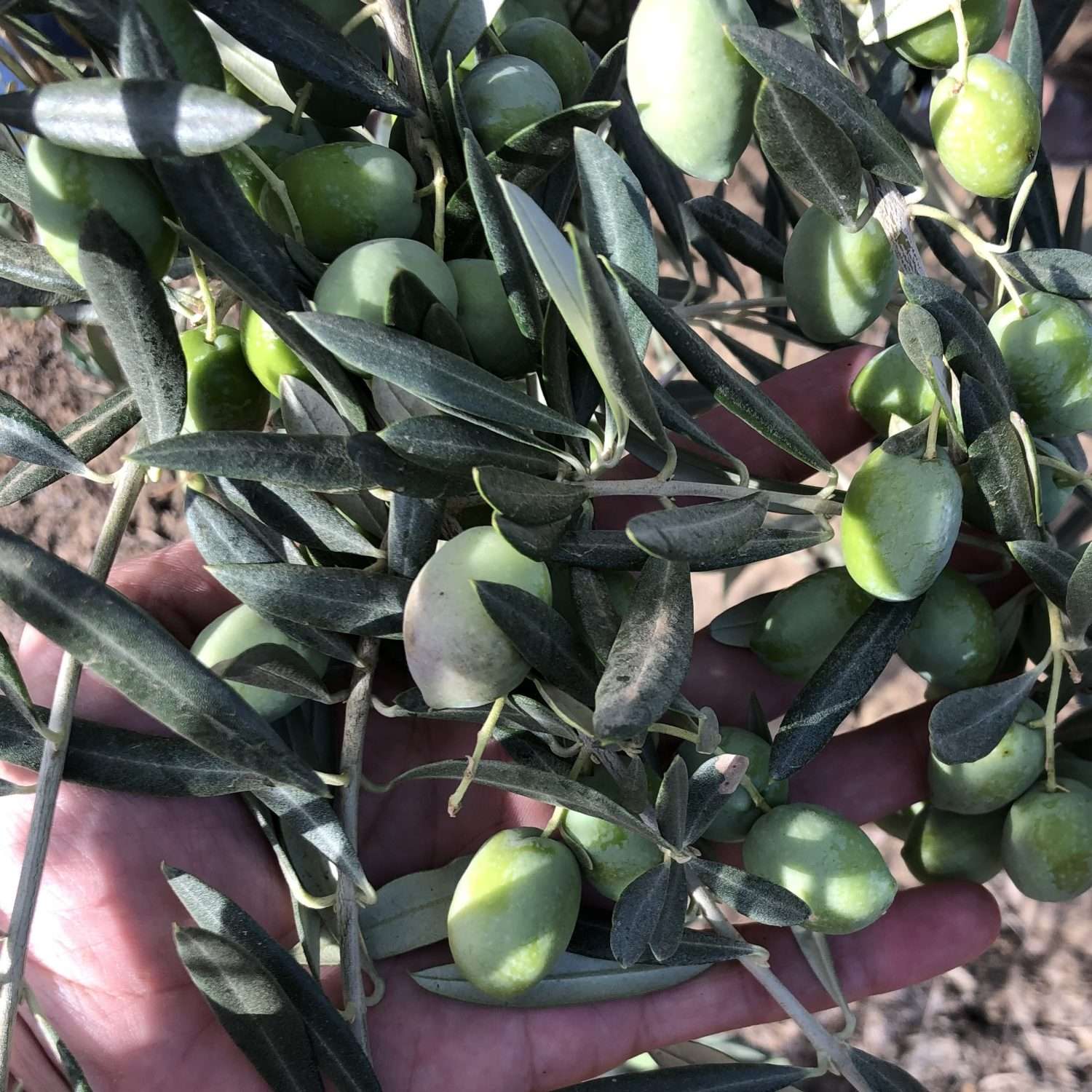 Picual Olives Cali Trip 2023 3