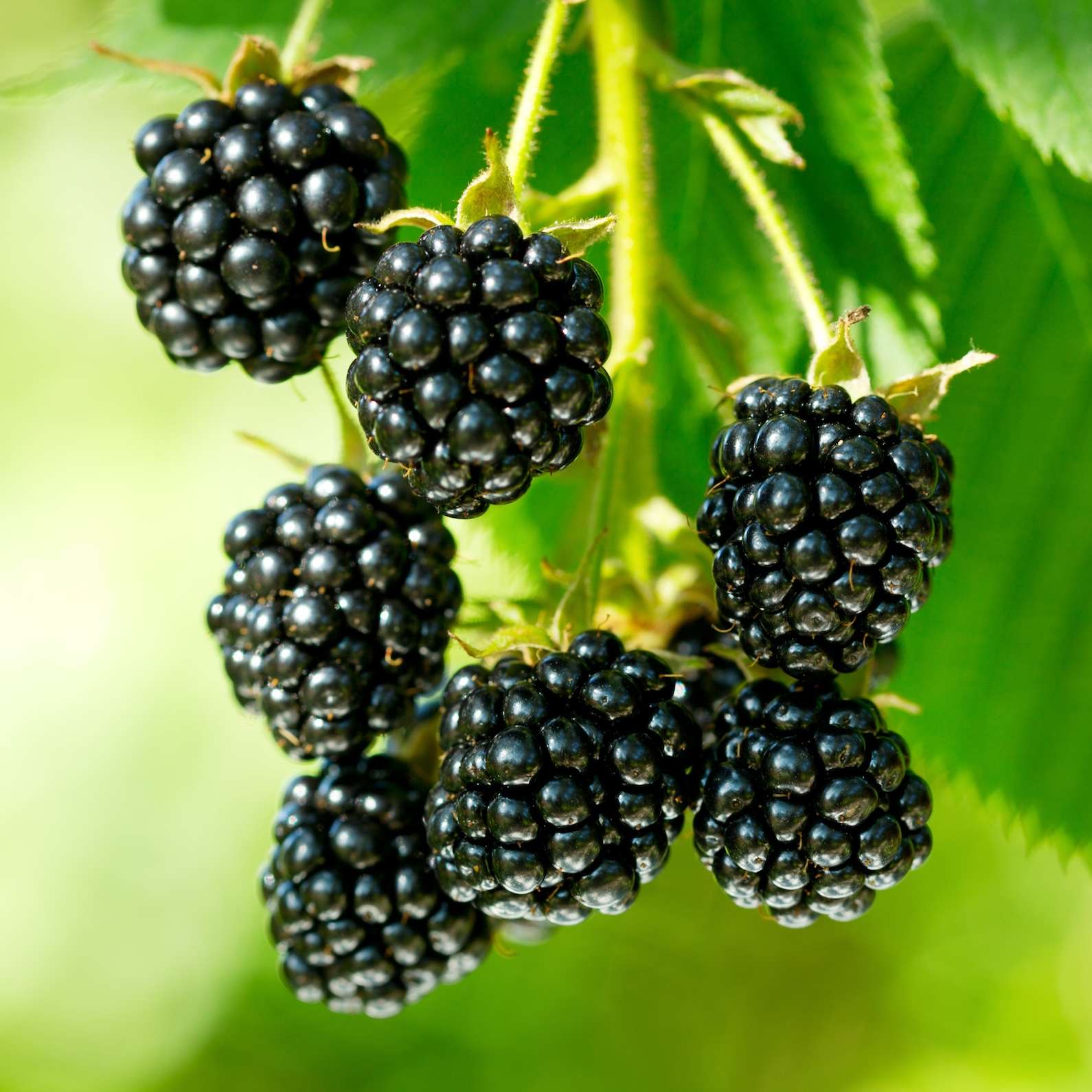 shutterstock blackberry ginger