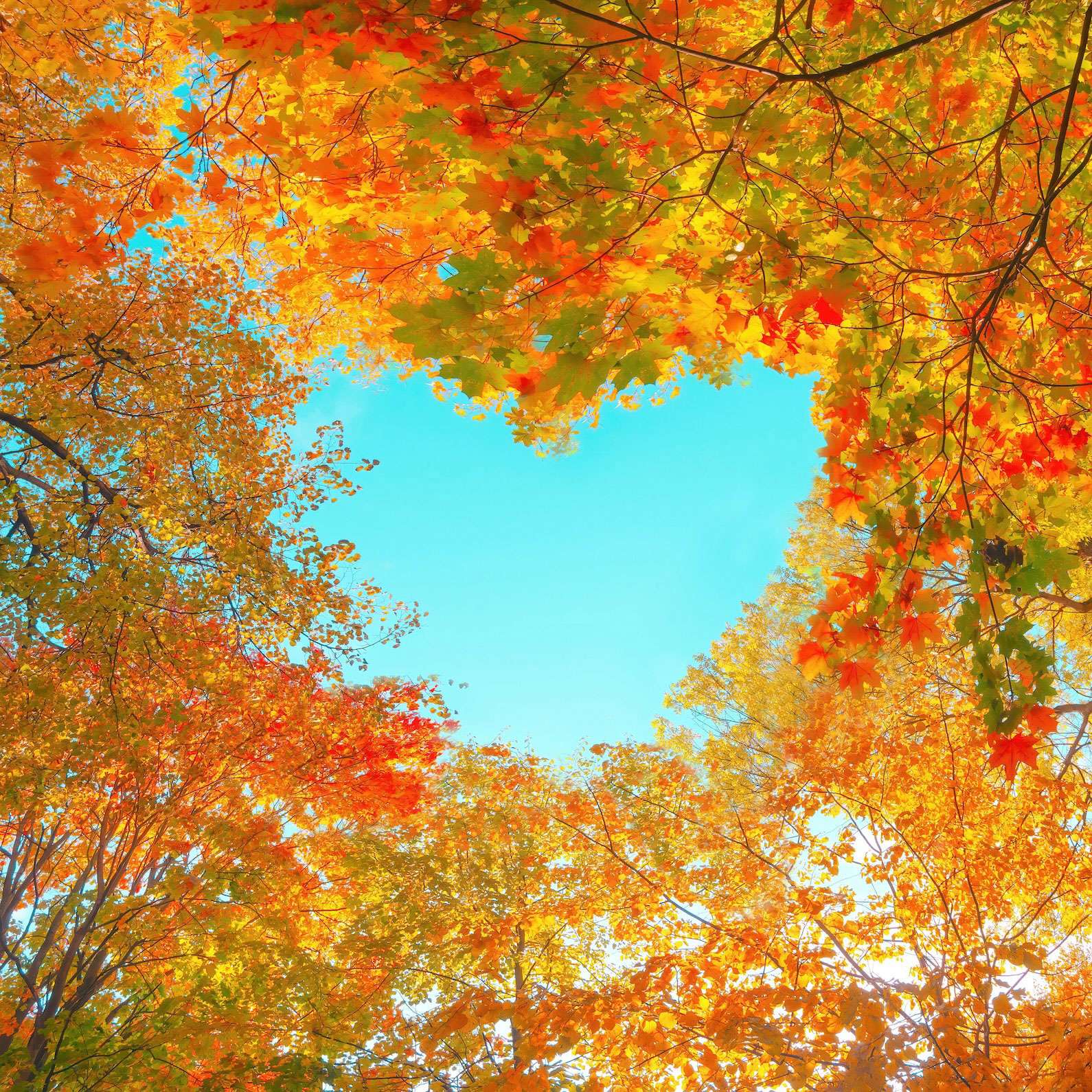 shutterstock-maple