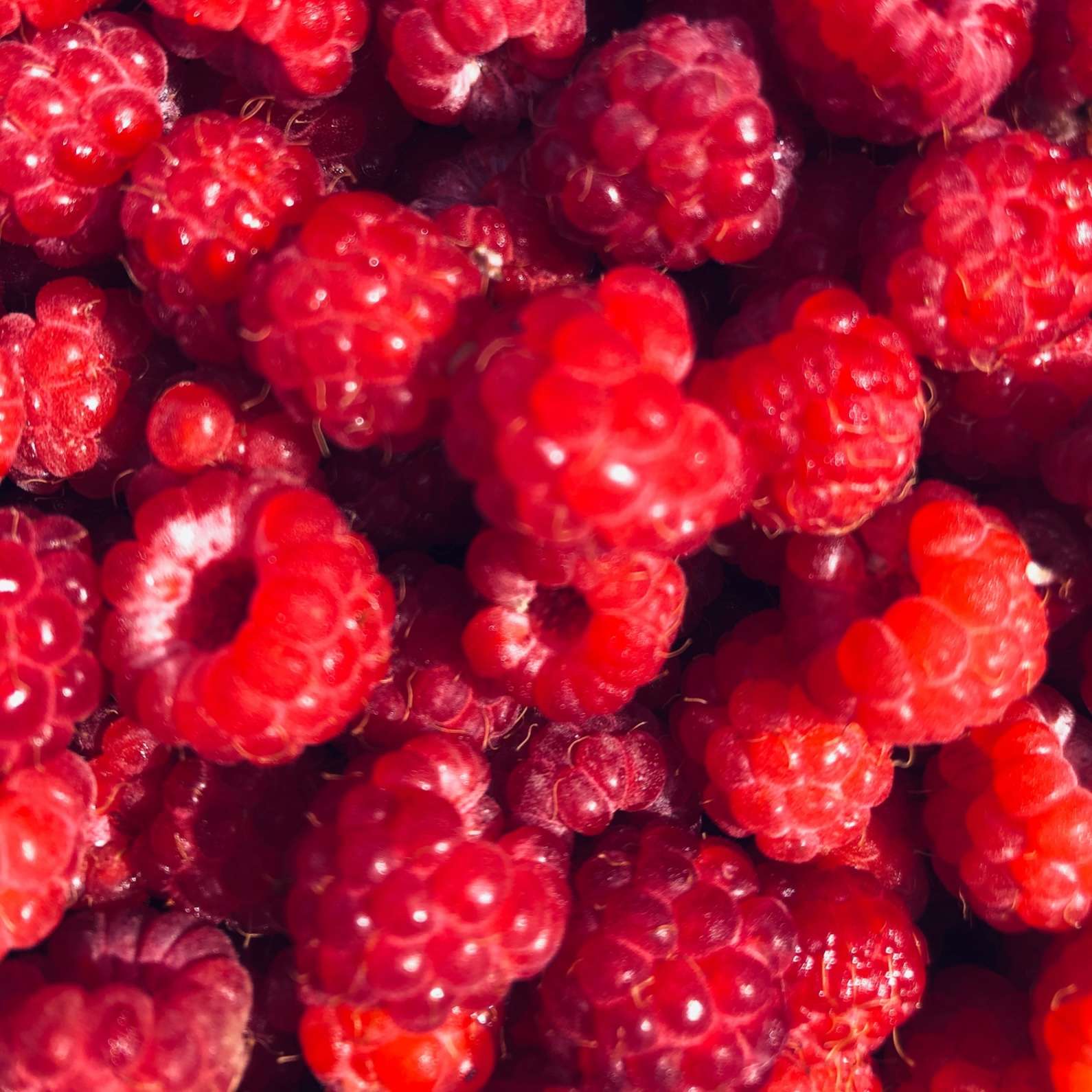 shutterstock raspberry