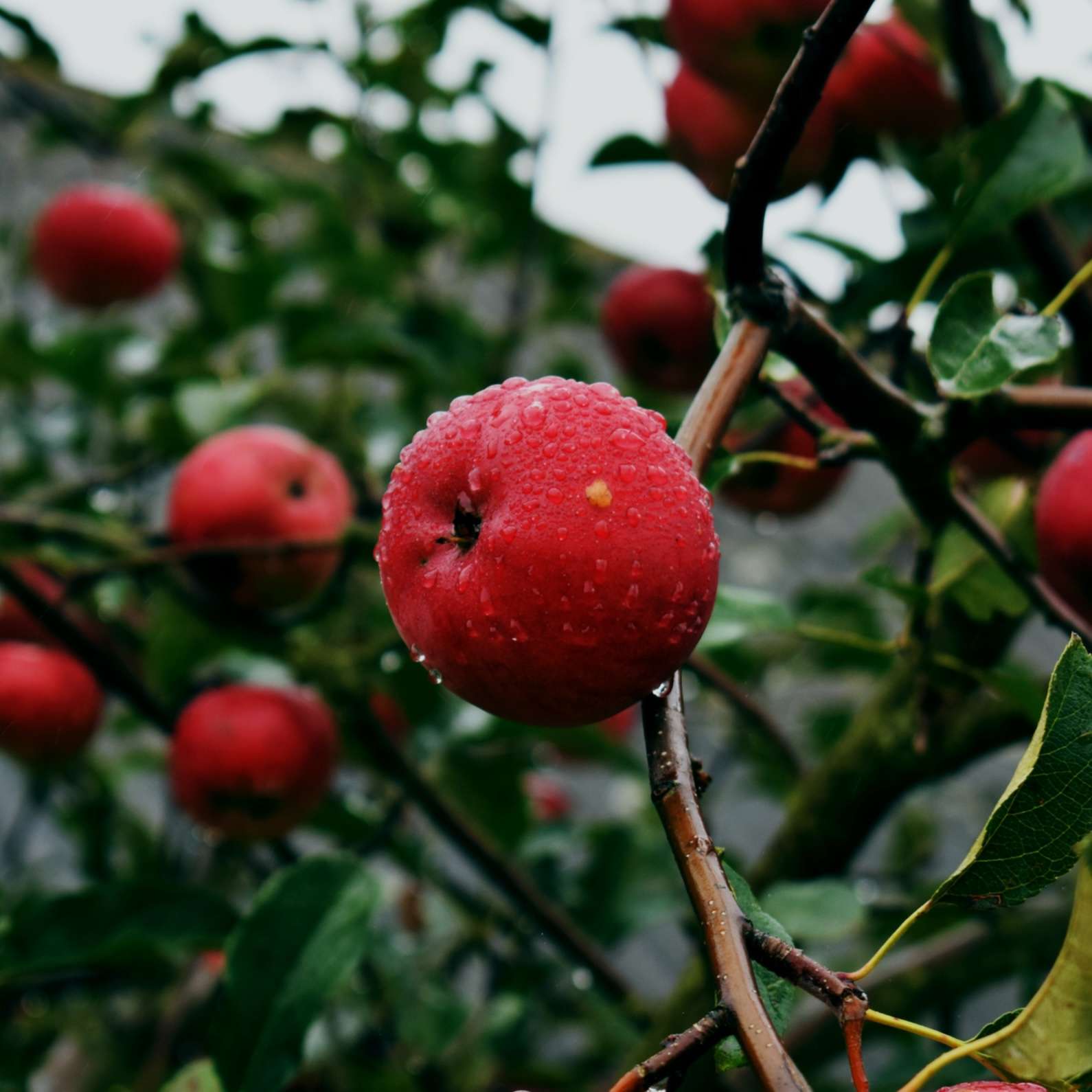 shutterstock red apple