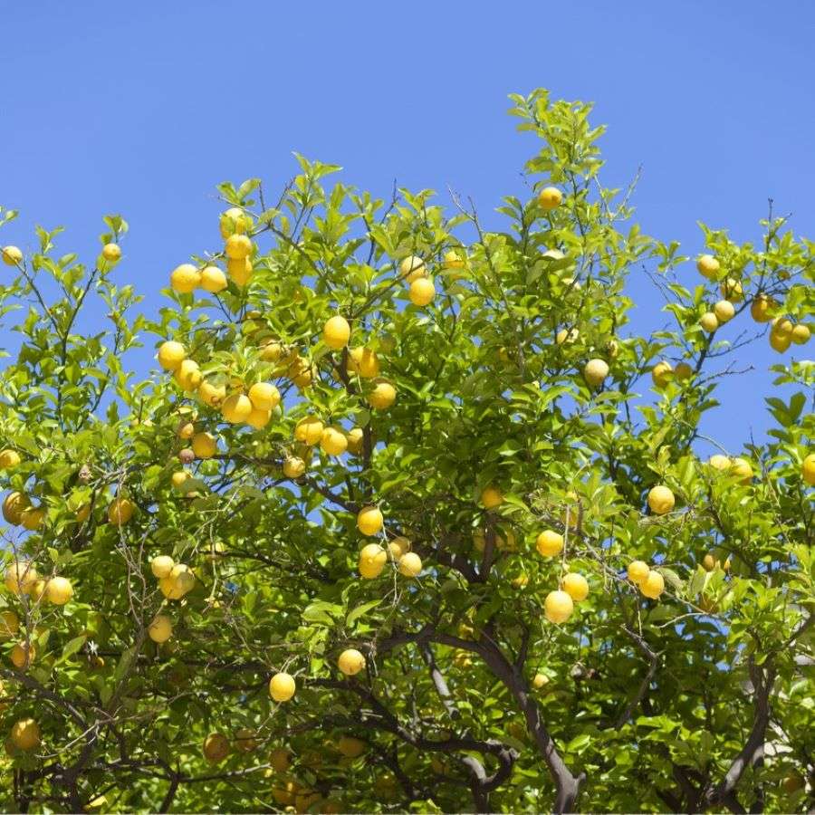 Sicilian Lemon